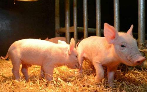 山西省泽州县发生非洲猪瘟疫情